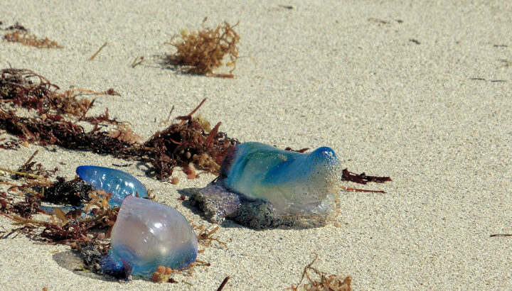 砂浜の透明物体に絶対触らないで！猛毒のカツオノエボシに要注意｜淡路島話題