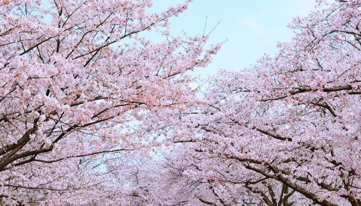 淡路島でお花見が楽しめる桜の名所6選｜淡路島観光