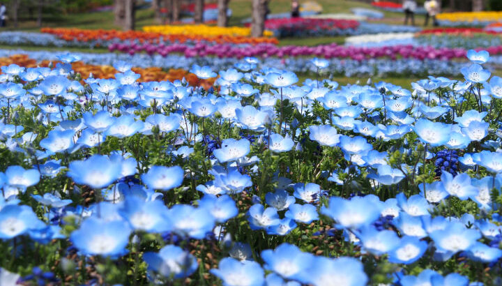 春の花を楽しむ「淡路花祭2024春」が開催されています｜淡路島イベント
