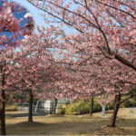 一足早い春を感じる「早咲き桜まつり」明石海峡公園｜淡路島イベント