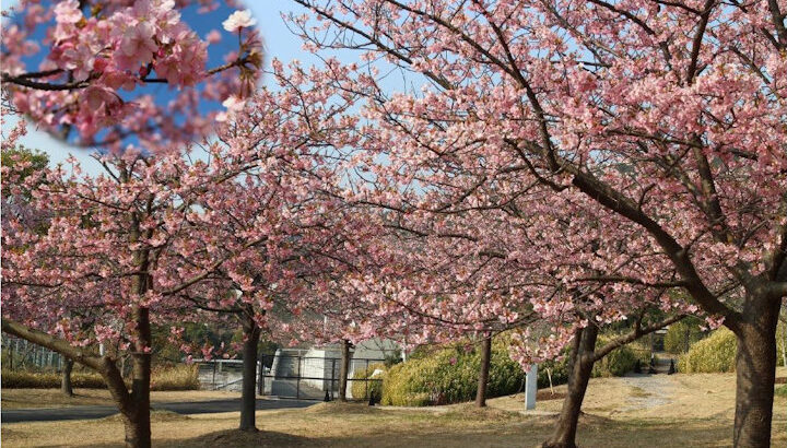 一足早い春を感じる「早咲き桜まつり」明石海峡公園｜淡路島イベント