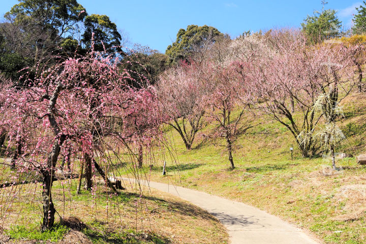 広田梅林ふれあい公園で「梅まつり」2026年は2/7~3/8開催｜淡路島イベント