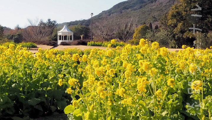 明石海峡公園で、鮮やかな黄色の「寒咲きナノハナ」が見頃です｜淡路島観光