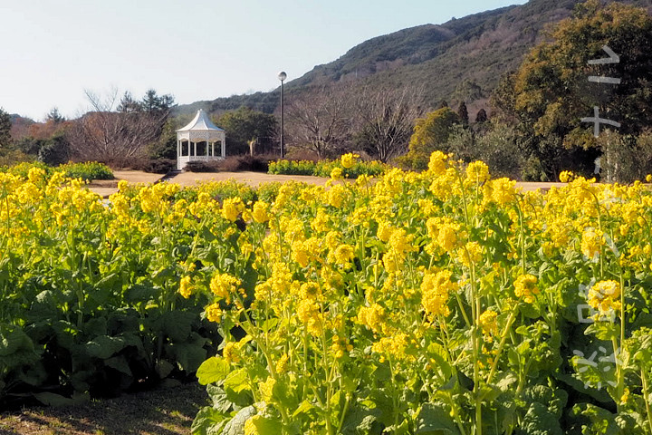 明石海峡公園で、鮮やかな黄色の「寒咲きナノハナ」が見頃です｜淡路島観光