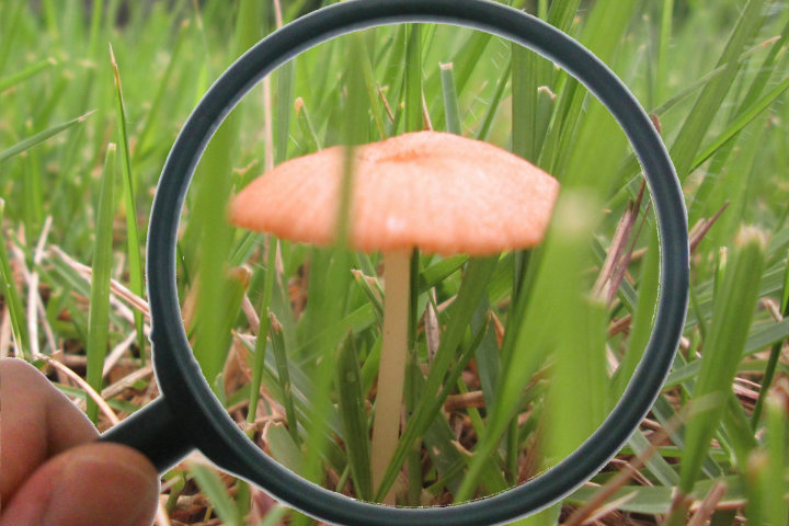 淡路島公園で「キノコ・苔観察会」秋の公園を散策しながらキノコ探し｜淡路島イベント