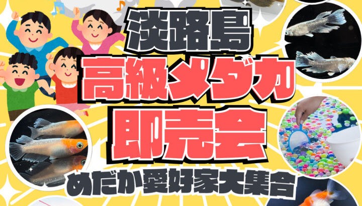コーナン洲本インター店で高級めだか即売会！めだかすくいや金魚販売も｜淡路島イベント