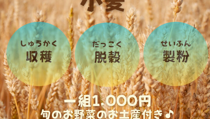 小麦の収穫体験をしてみませんか？旬野菜のお土産付き｜淡路島イベント