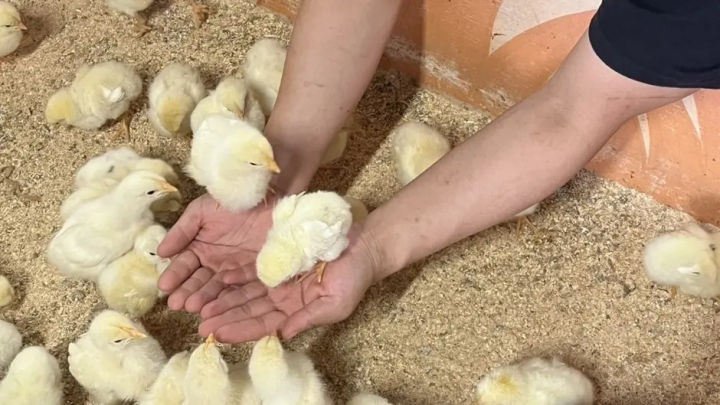 小さなひよことの触れ合い体験