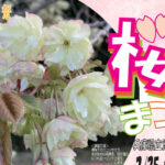 900本の桜が咲き誇る！淡路島公園 桜まつり 3/25-4/9｜淡路島イベント