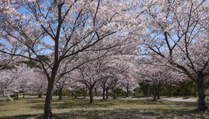 900本の桜が咲き誇る！淡路島公園 桜まつり 3/23-4/7｜淡路島イベント