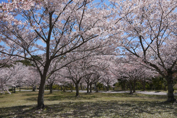 900本の桜が咲き誇る！淡路島公園 桜まつり 3/25-4/9｜淡路島イベント