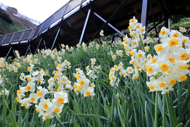 灘黒岩水仙郷は2026年1月7日開園!見頃は1月中旬~2月上旬|淡路島観光