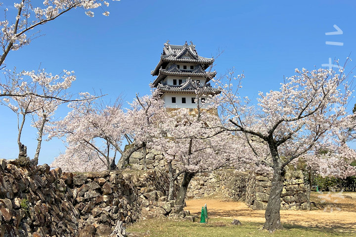 洲本城天守と桜