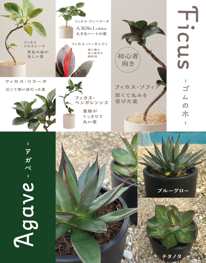 淡路島で育った観葉植物市